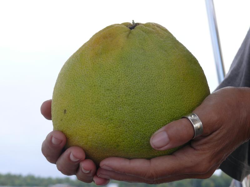 Die grössten und süssesten Grapefruits wachsen auf den Marquesas 