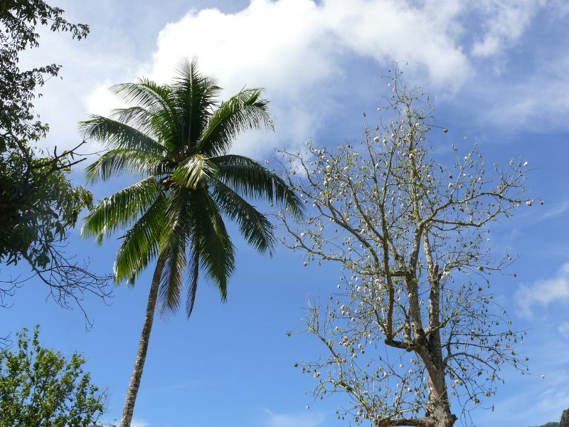 Palme und Baumwolle 