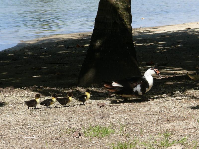 Dem Nachbarn seine Enten 