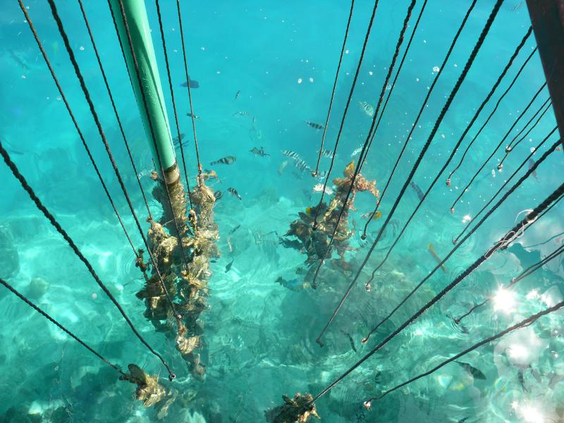 Perlmuscheln auf der Anapa Perlenfarm 