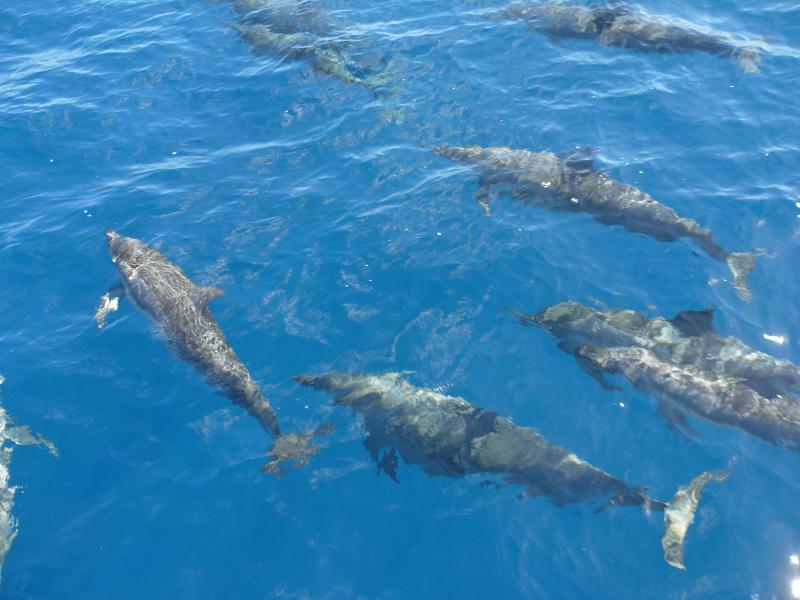 Delphine begrüssen uns vor Raiatea 