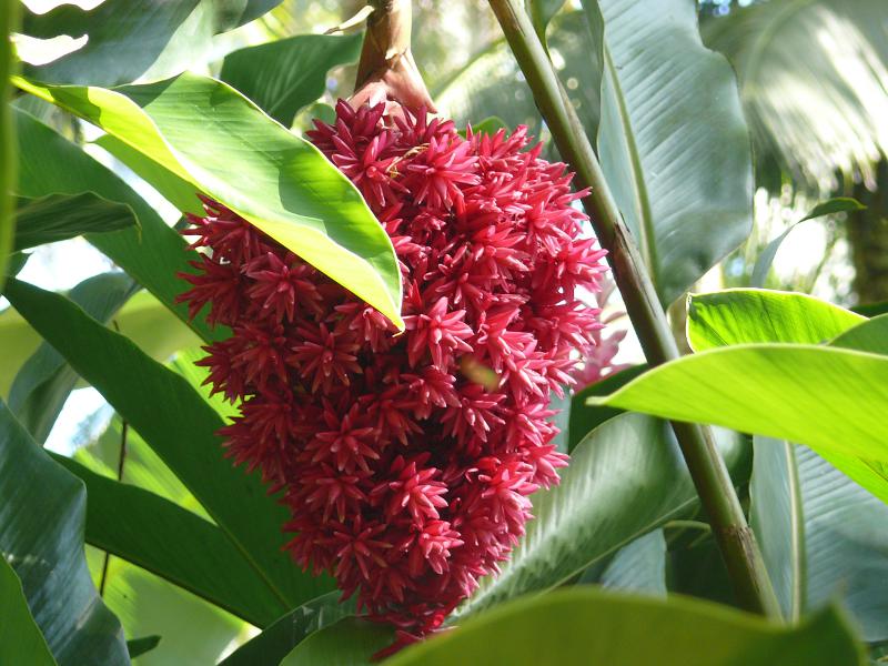 Schöne rote Blüte, Tahaa 