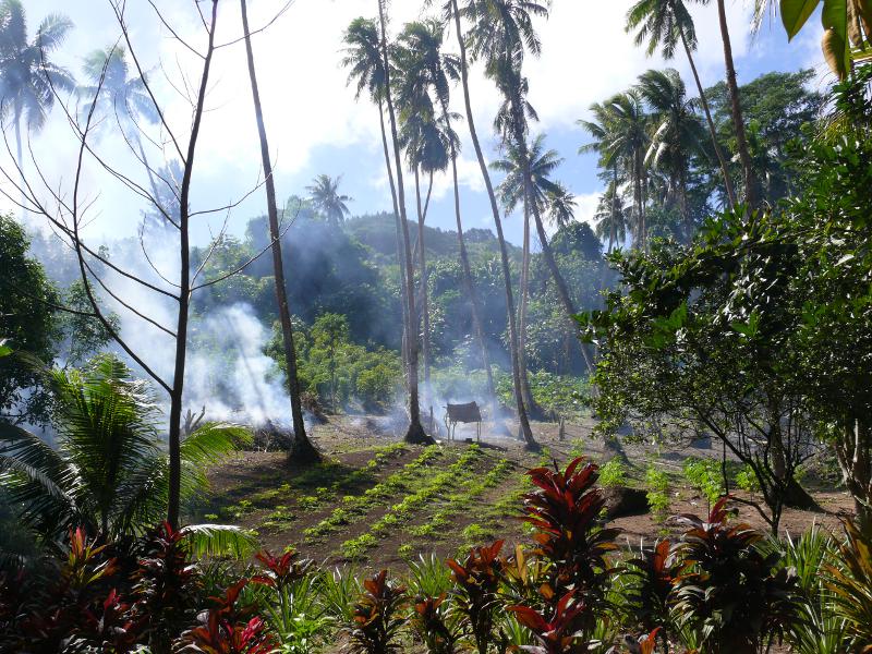 Landwirtschaft auf Tahaa  