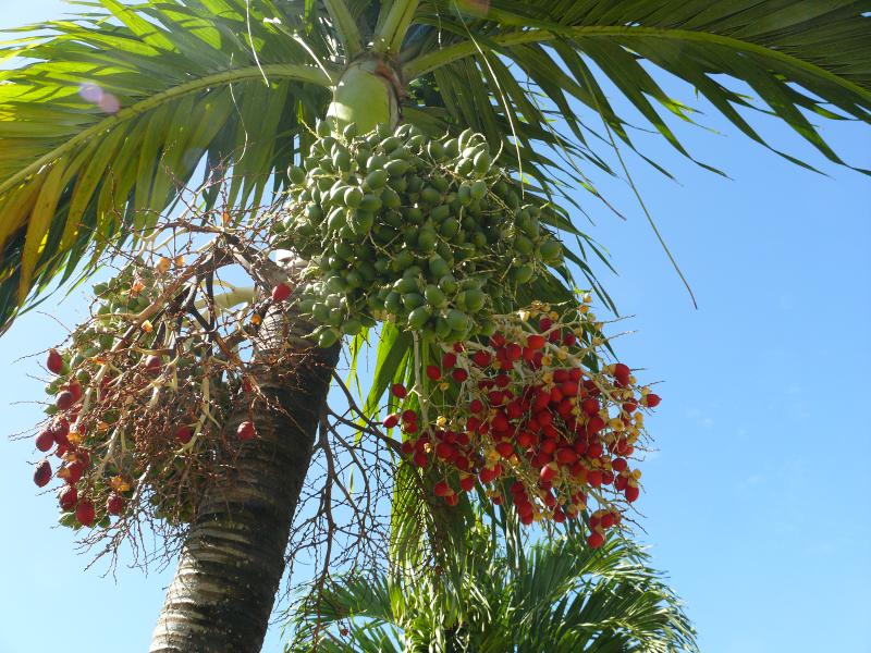 Palme 