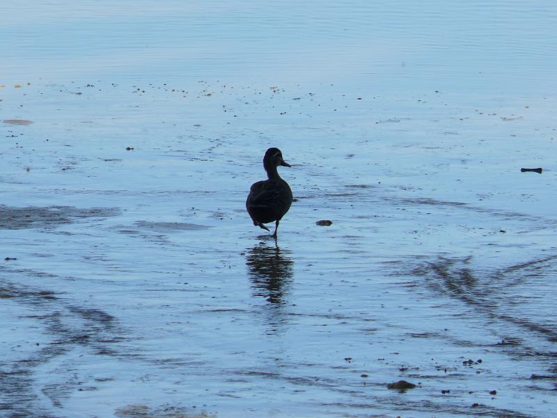 Ente auf Abendspaziergang 