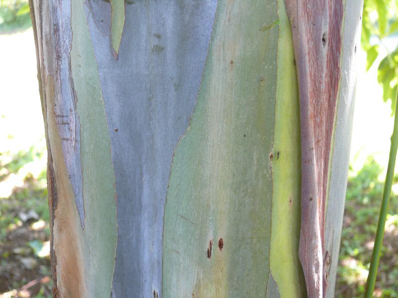 Stamm eines Eukalyptus 