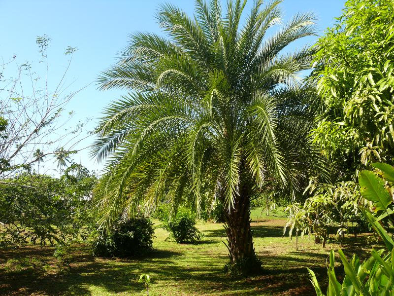 Palme aus Arabien 