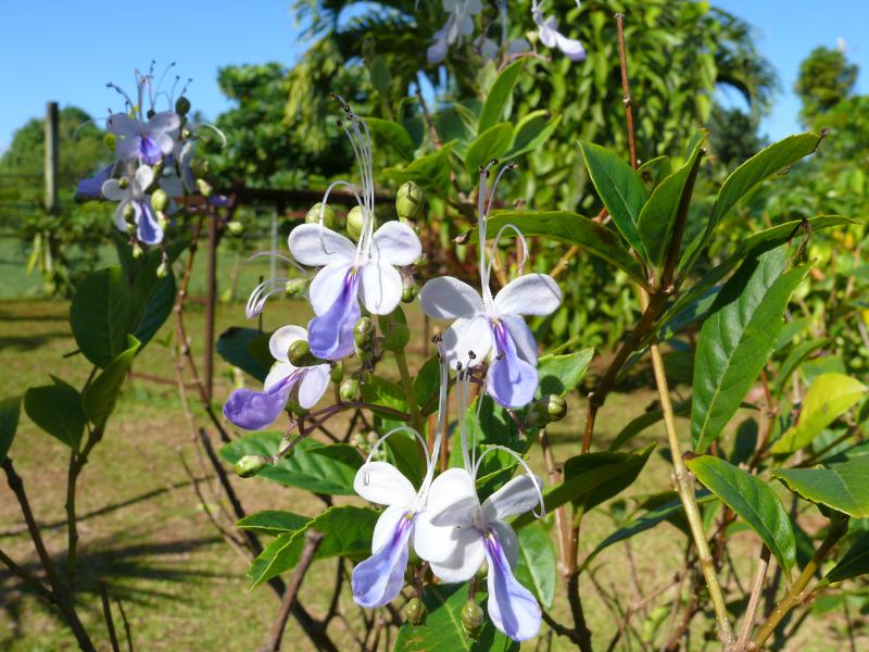 Auch Blumen hat er viele 