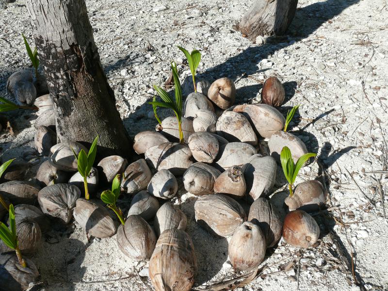 Palmenzucht 