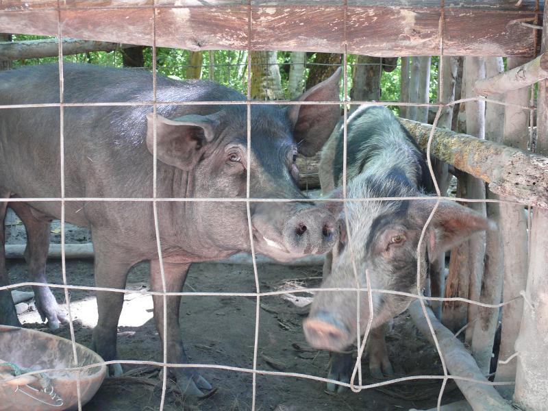 Die Schweine von Simons Familie 