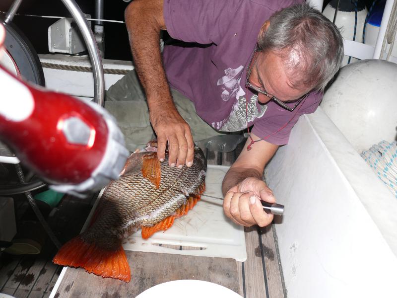 Der Redsnapper von Manu wird verarbeitet 