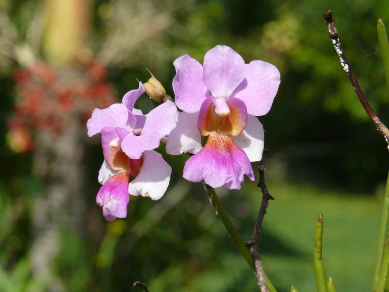 Orchidee 