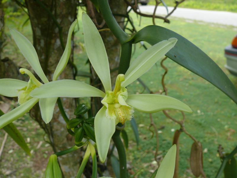 Die Vanille ist eine Orchidee 