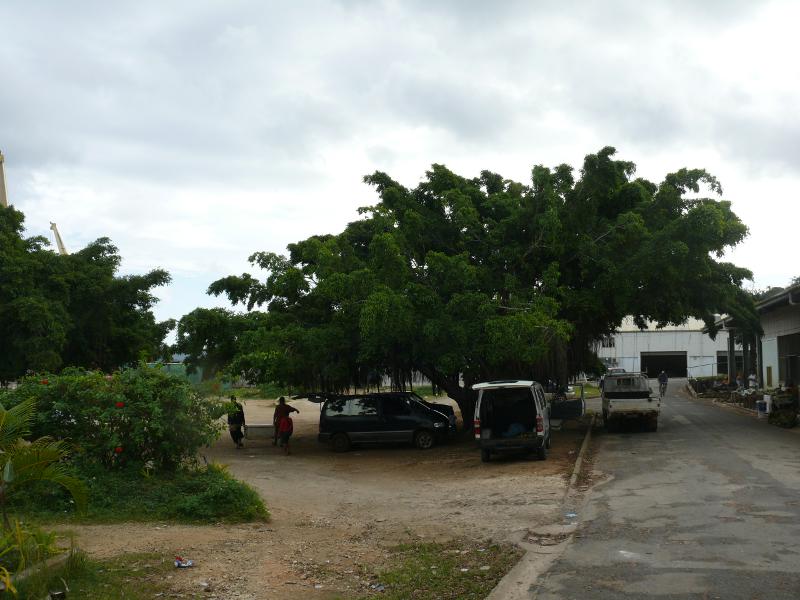Grandioser Ficus in Neiafu, Vava’u 