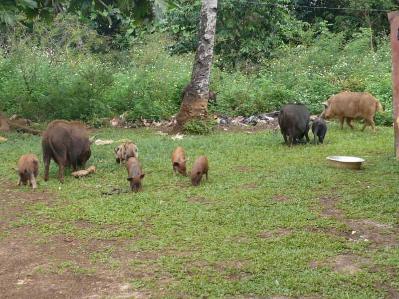 Schweine in Fines Garten 