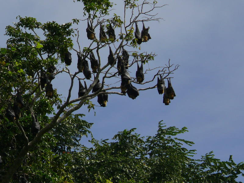 Flughunde in Lisa Beach, Vava’u 
