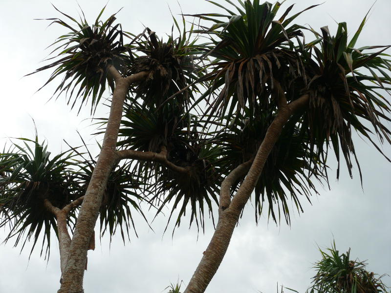 Yucca  