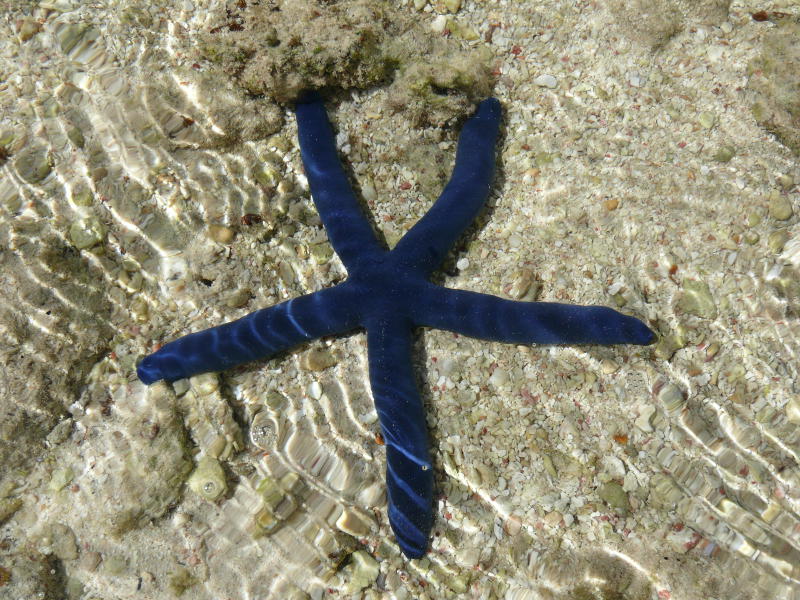 Blauer Seestern 