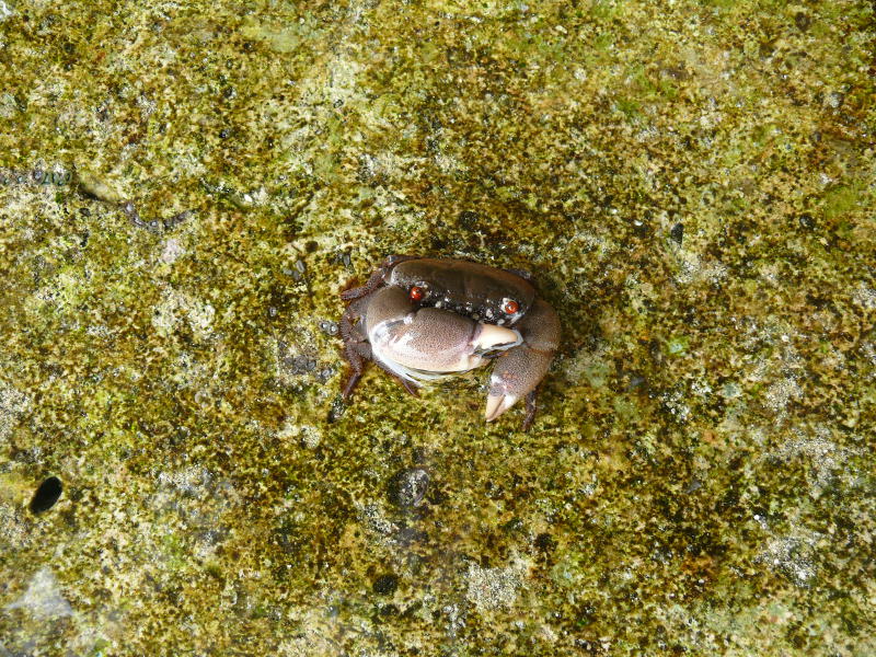 Lustiger Kerl mit roten Augen 