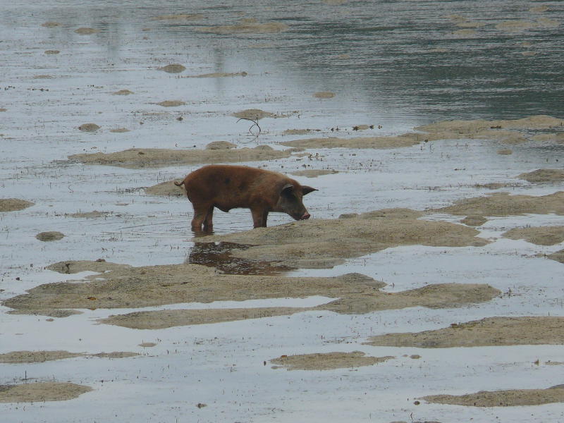 Es ist so schön, ein Schwein zu sein 