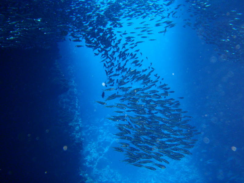 Fischballett – Foto von Ruedi Hasler 