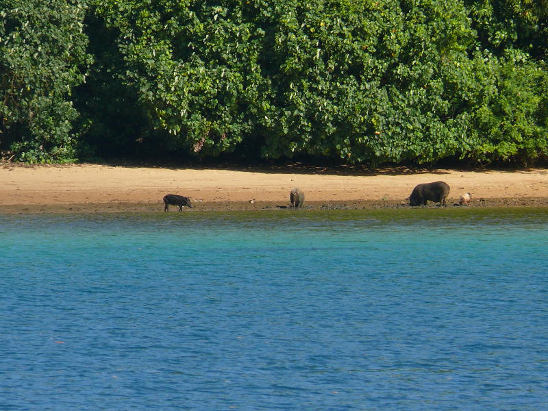 Letzter Blick auf die Schweine von Tonga 