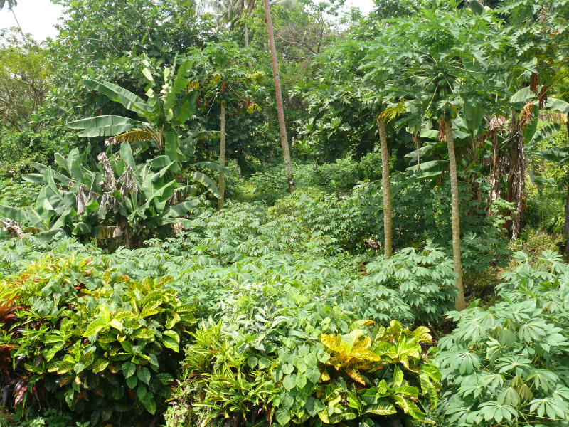 Landwirtschaft auf Taveuni 