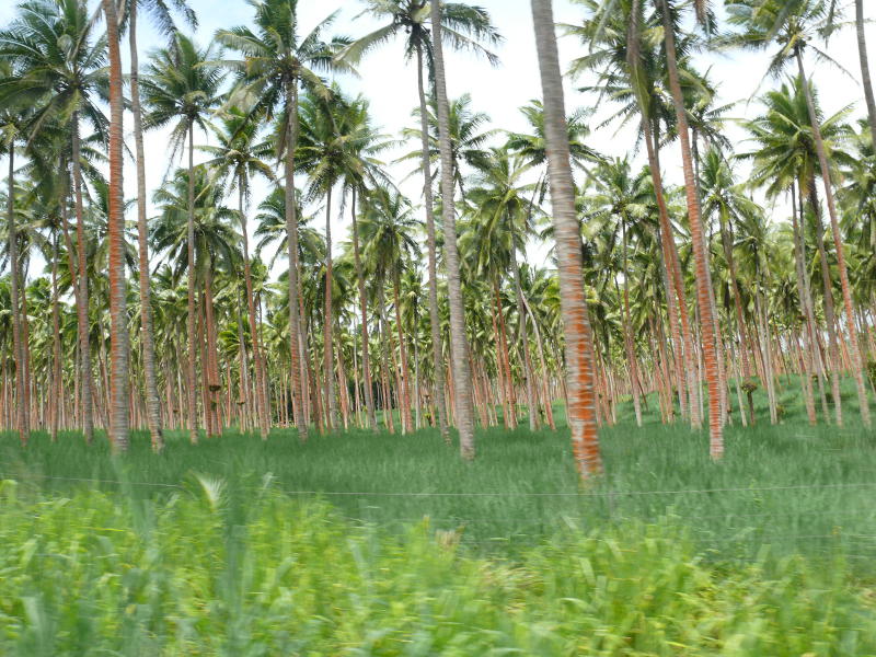 Kokosplantagen für Copra und Gras fürs Vieh 
