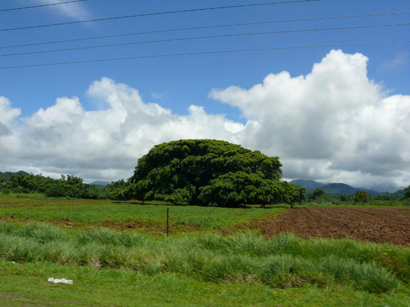 Stolzer Baum in Pacific Harbour 