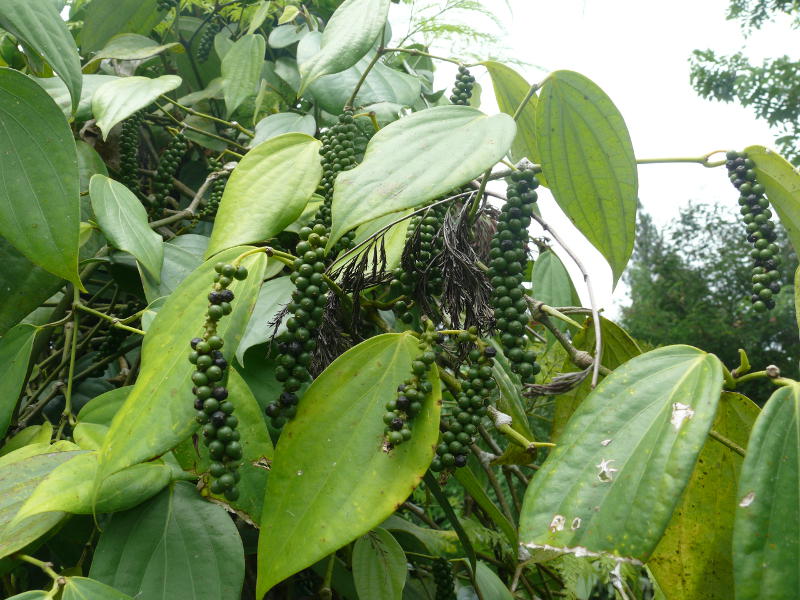 Grüner Pfeffer – Fiji Spices 