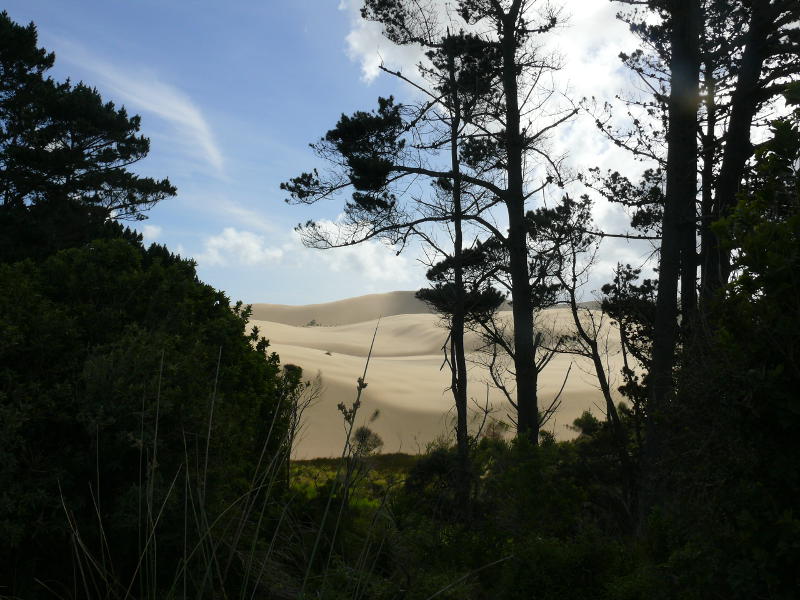 Hohe Sanddüne an der Westküste 
