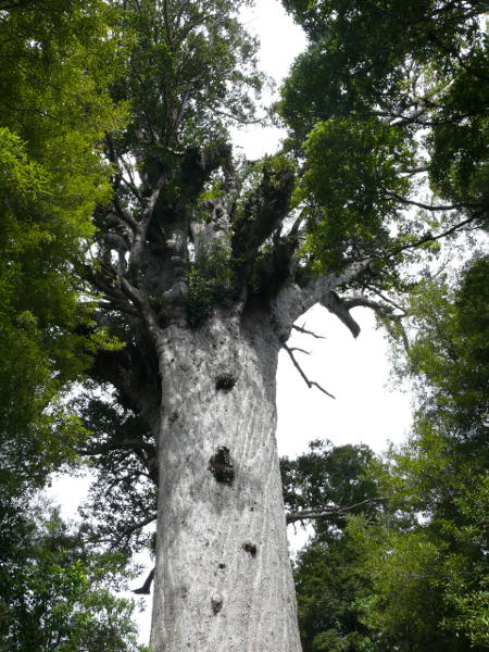 Kauribaum – Stammumfang 13,8m 