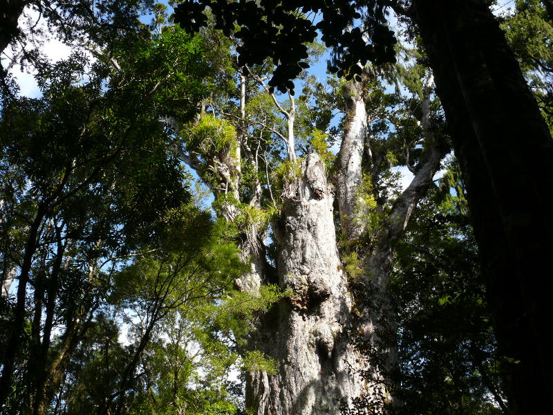 Der viertausendjährige Kauribaum 
