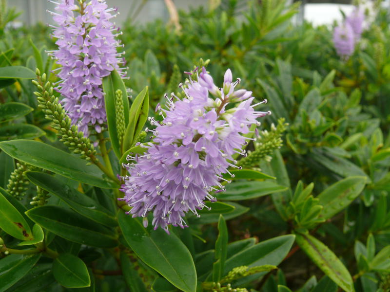 Frühling in Neuseeland 