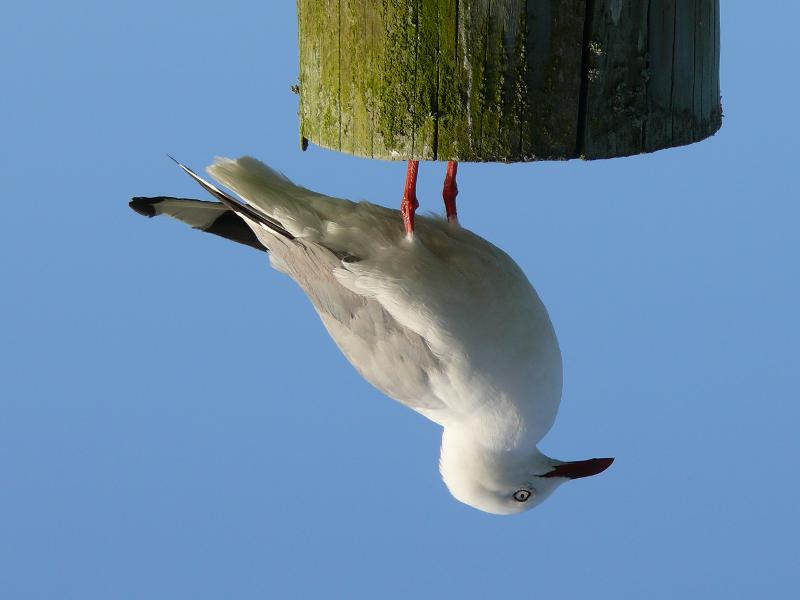 Möwe down under 