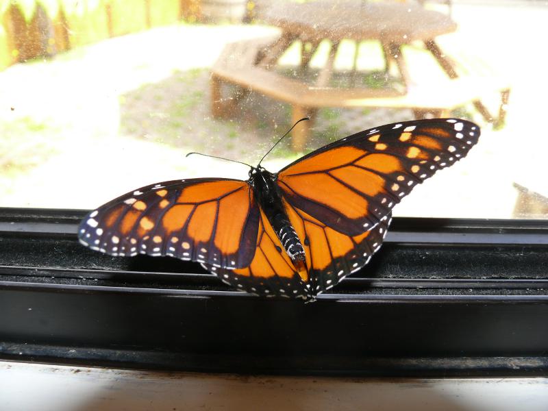 Schmetterling in der Küche 