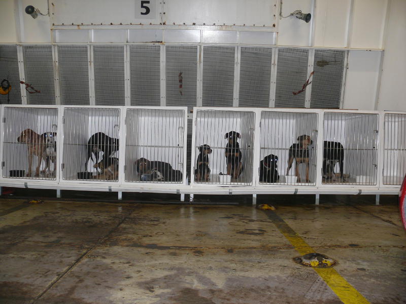 Hunde als Passagiere 