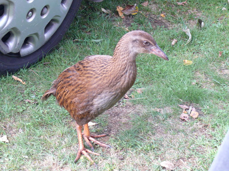 Weka auf unserem Campingplatz 