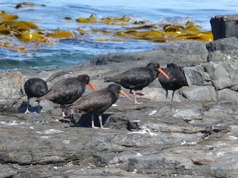 Oystercatchers 