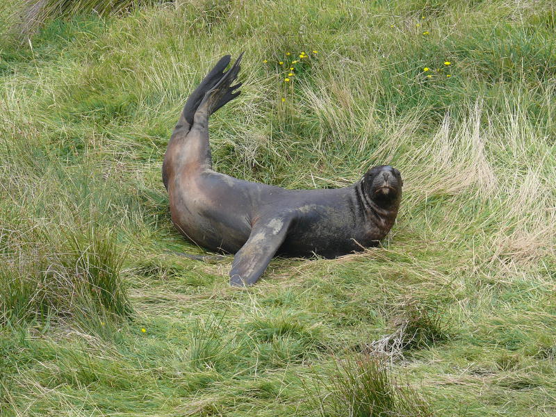 am Waipapa Point, Catlins 