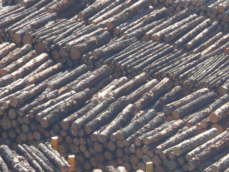Holz für China 