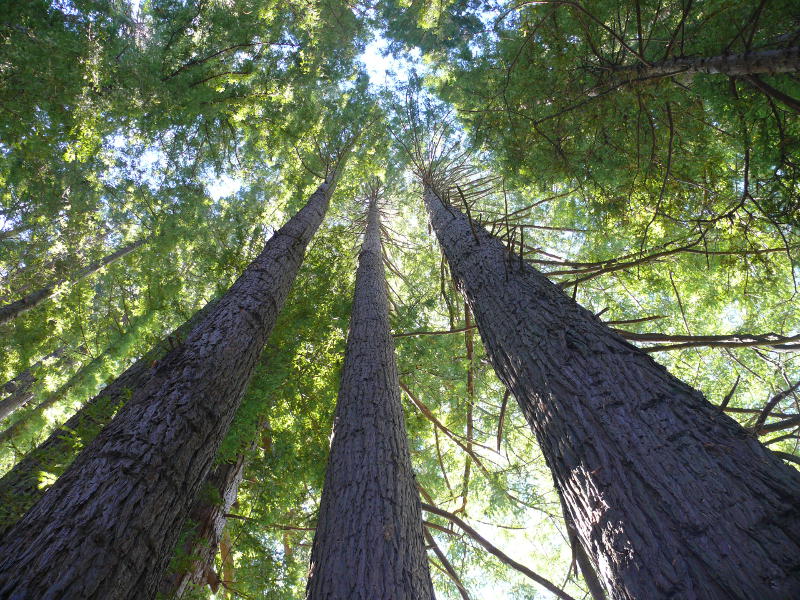 Redwood, 55m hoch 