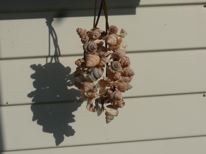 Muschelsurium von Tauranga 