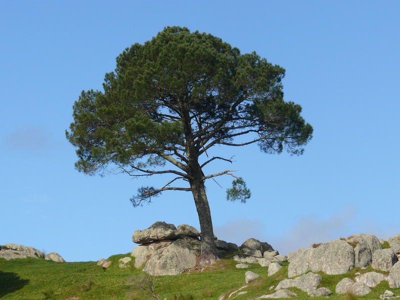 Baum 