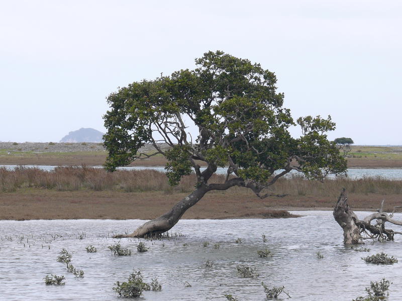Wetland, Colville 