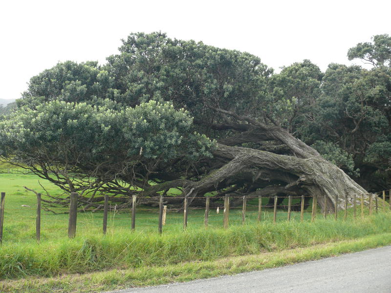 Windgeformt, Waiaro 