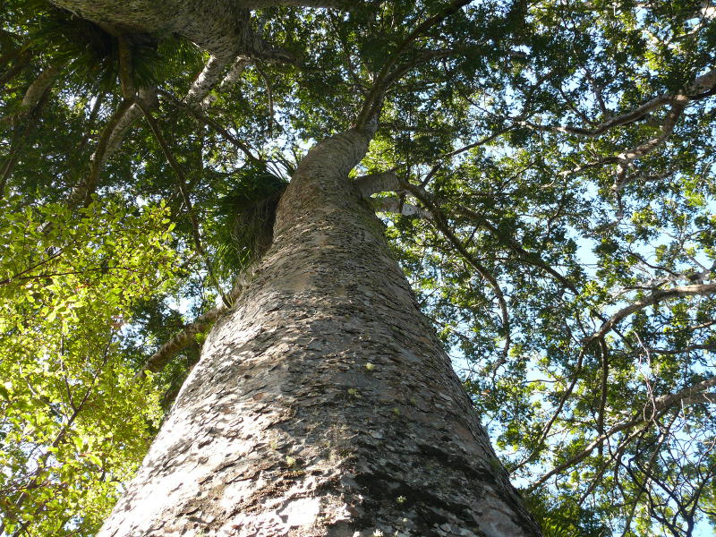 Kauri in der Kauri Grove 