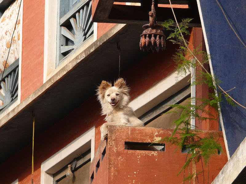 Hund in Tansen (Palpa) 