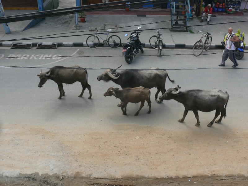 Wasserbüffel auf der Strasse, Pokhara 